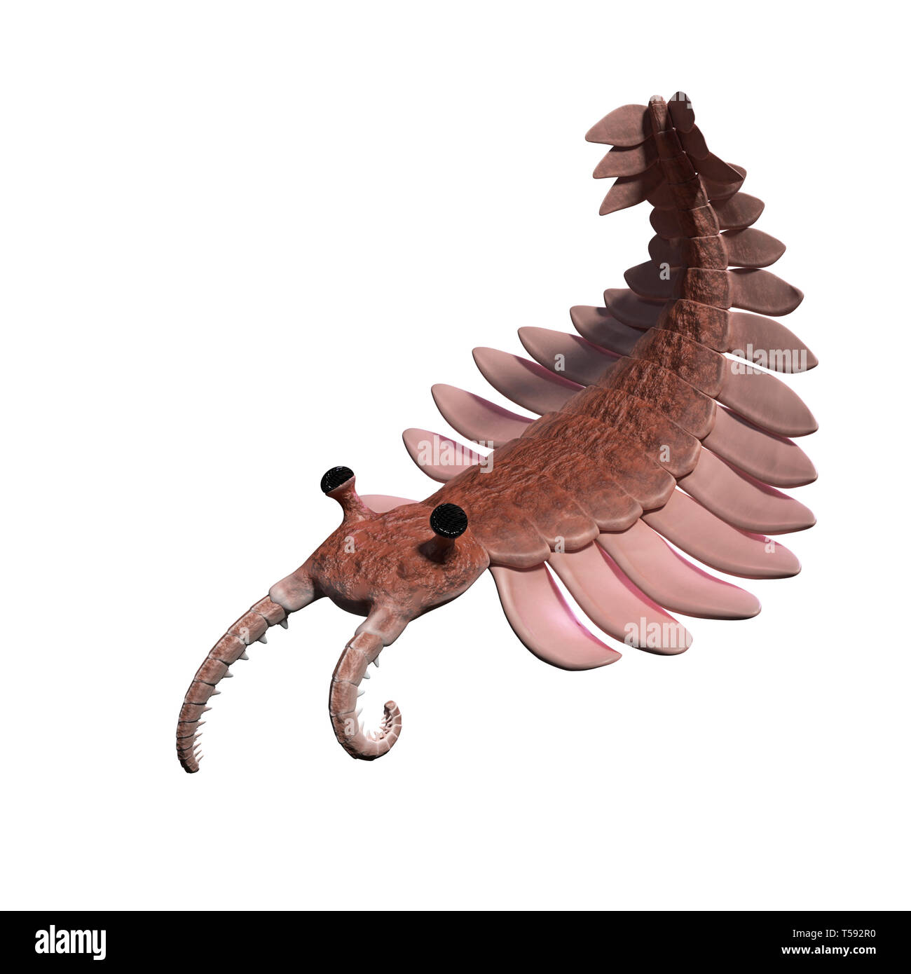 Anomalocaris, créature de la période cambrienne, isolé sur fond blanc (3d illustration scientifique) Banque D'Images