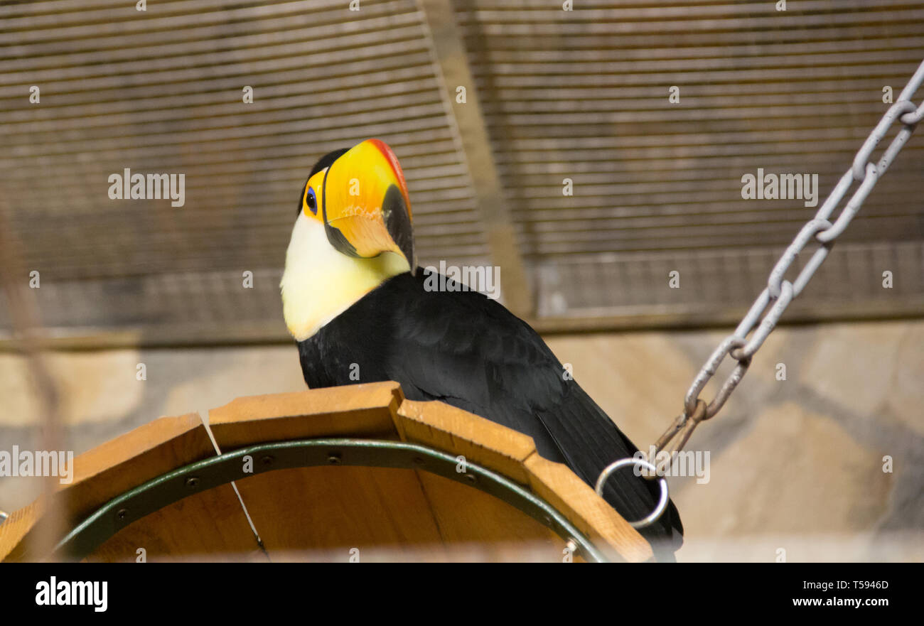 Tukan Dans Le Zoo Doiseaux En Captivité Un Oiseau Avec Un