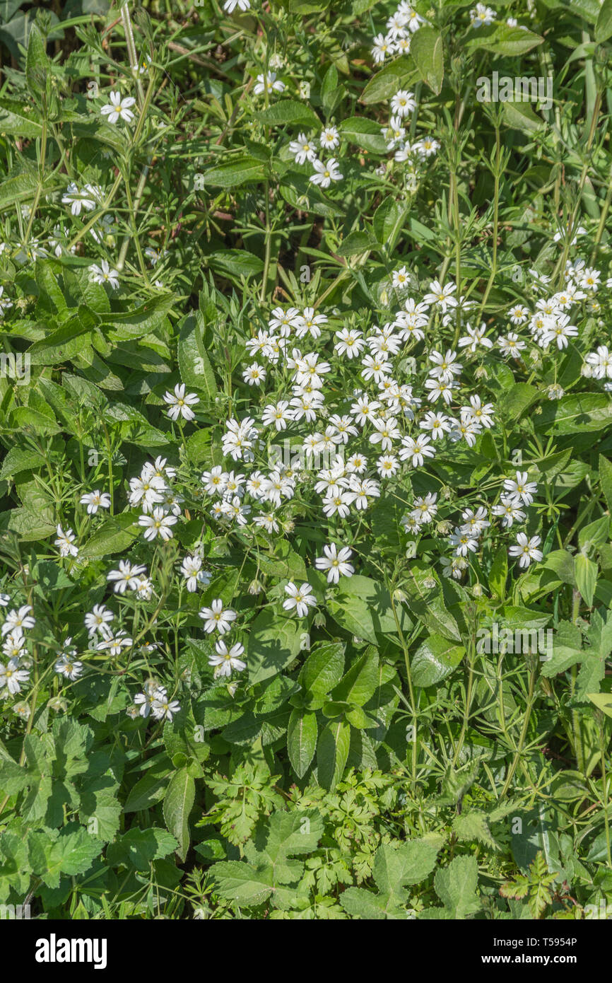 Masse de fleurs blanches d'une plus grande / Stellaria holostea stellaire dans une haie. Une fois les plantes médicinales utilisées dans les médicaments à base de plantes. Banque D'Images