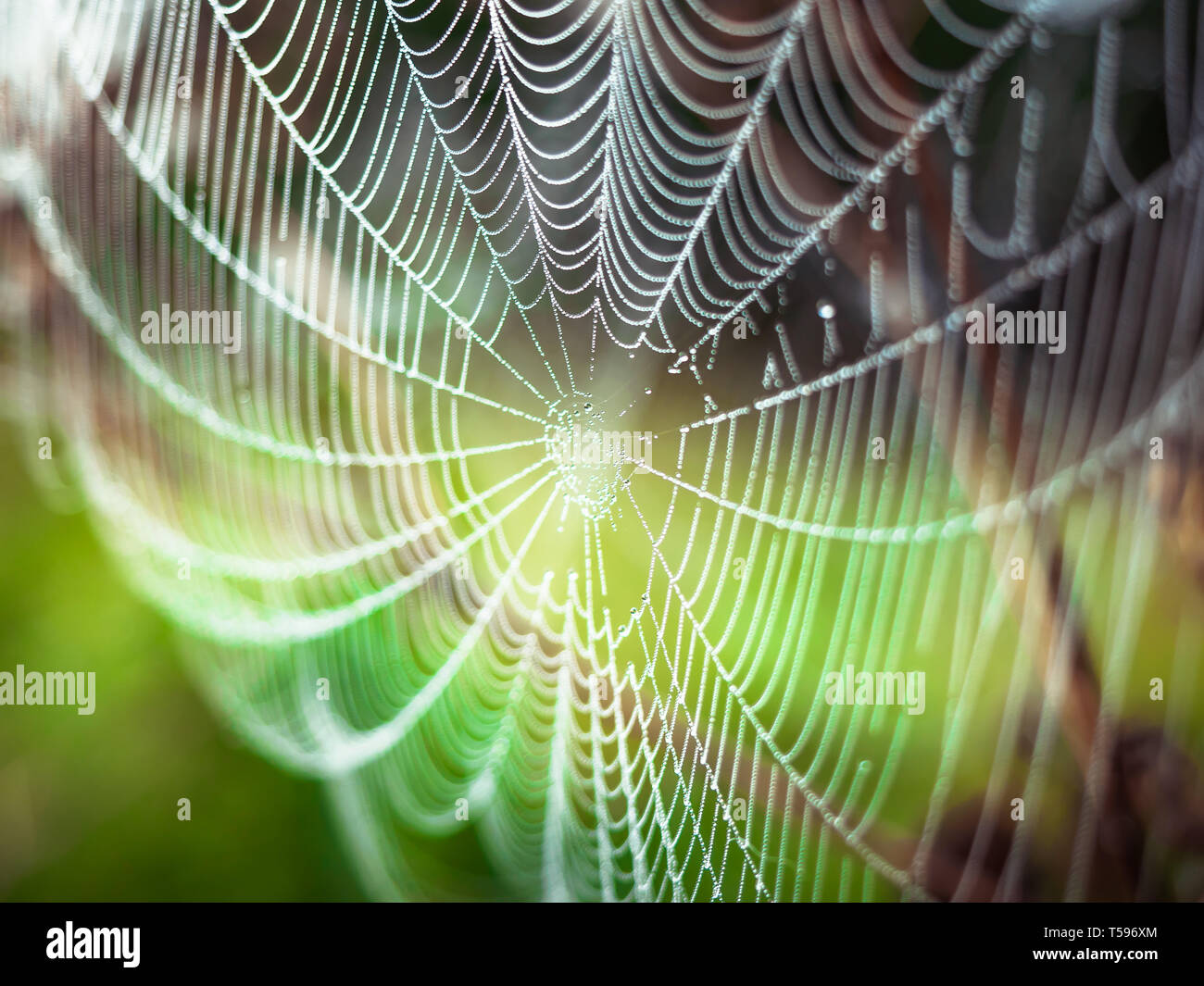 Belle araignée décoré avec des gouttes de la rosée se balançant dans le vent en début de matinée. Natural Background Banque D'Images
