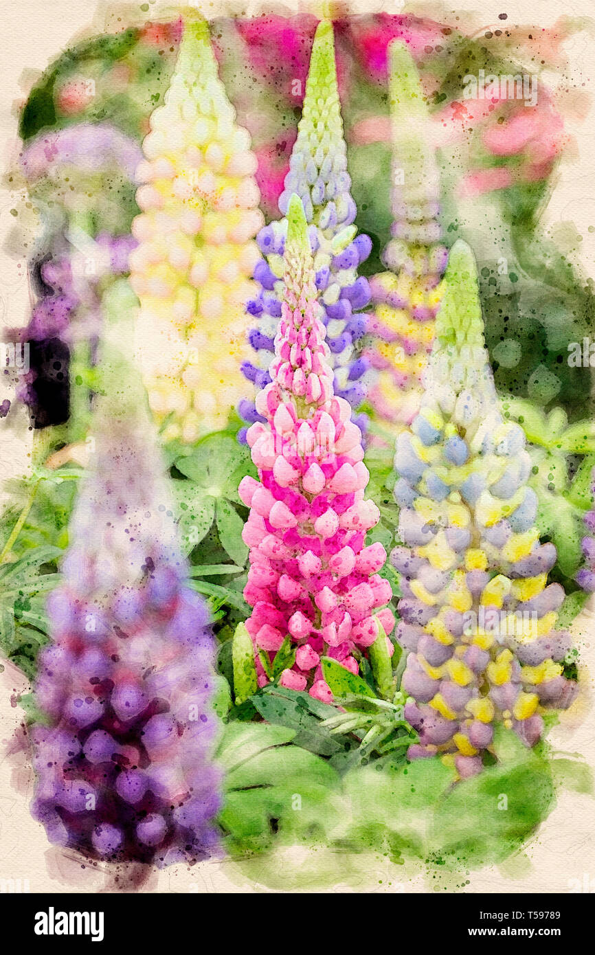 Effet aquarelle à partir d'une photographie de lupins. Banque D'Images