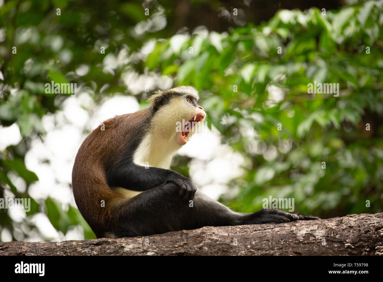 Singe Mona Afi Mountain, le Nigéria bâillement Banque D'Images