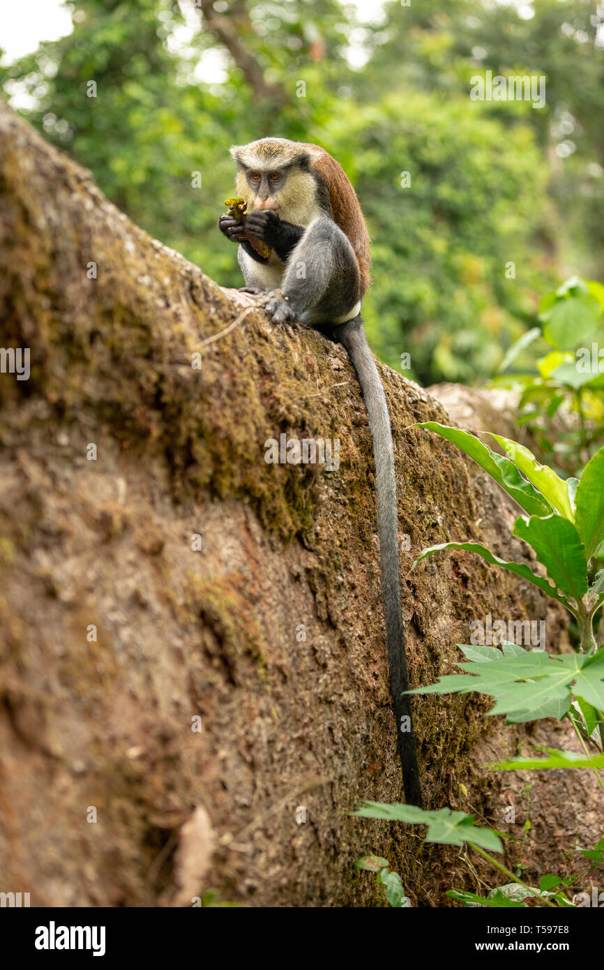 Mona Monkey Mountain Afi, Nigéria Banque D'Images