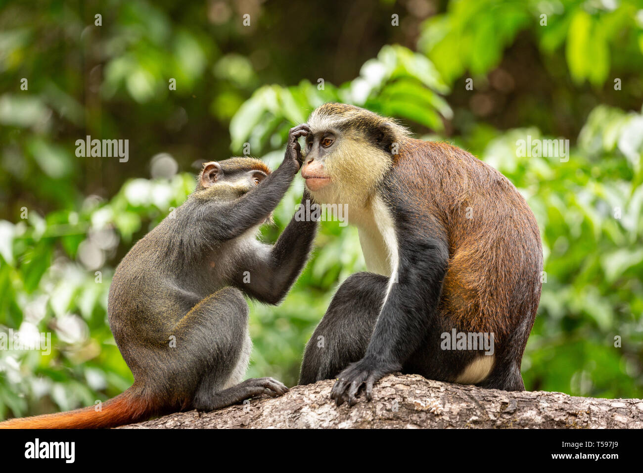 Hibou rouge un toilettage singe singe mona Nigéria montagne Afi Banque D'Images