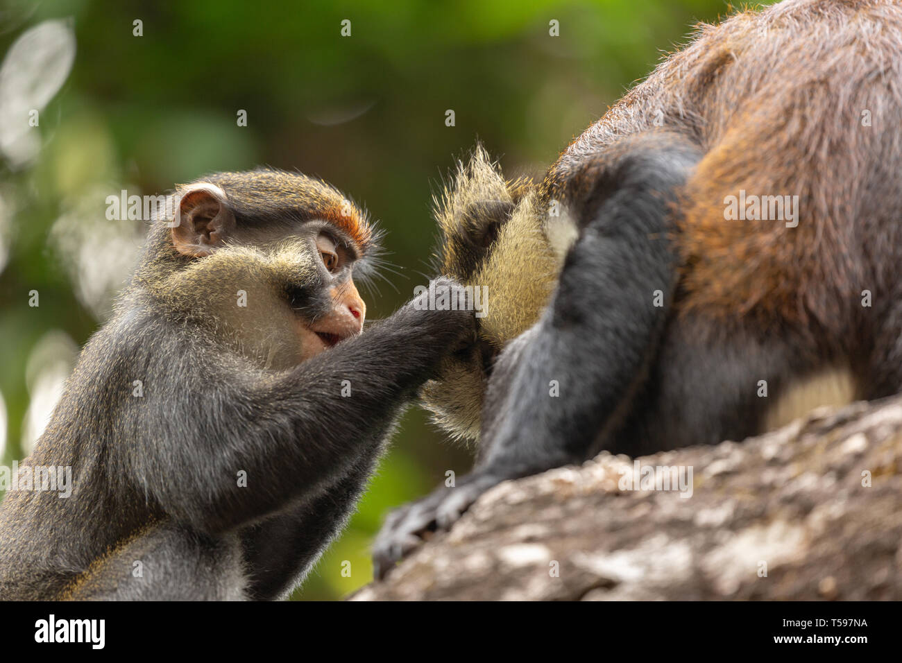 Hibou rouge un toilettage singe singe mona Nigéria montagne Afi Banque D'Images