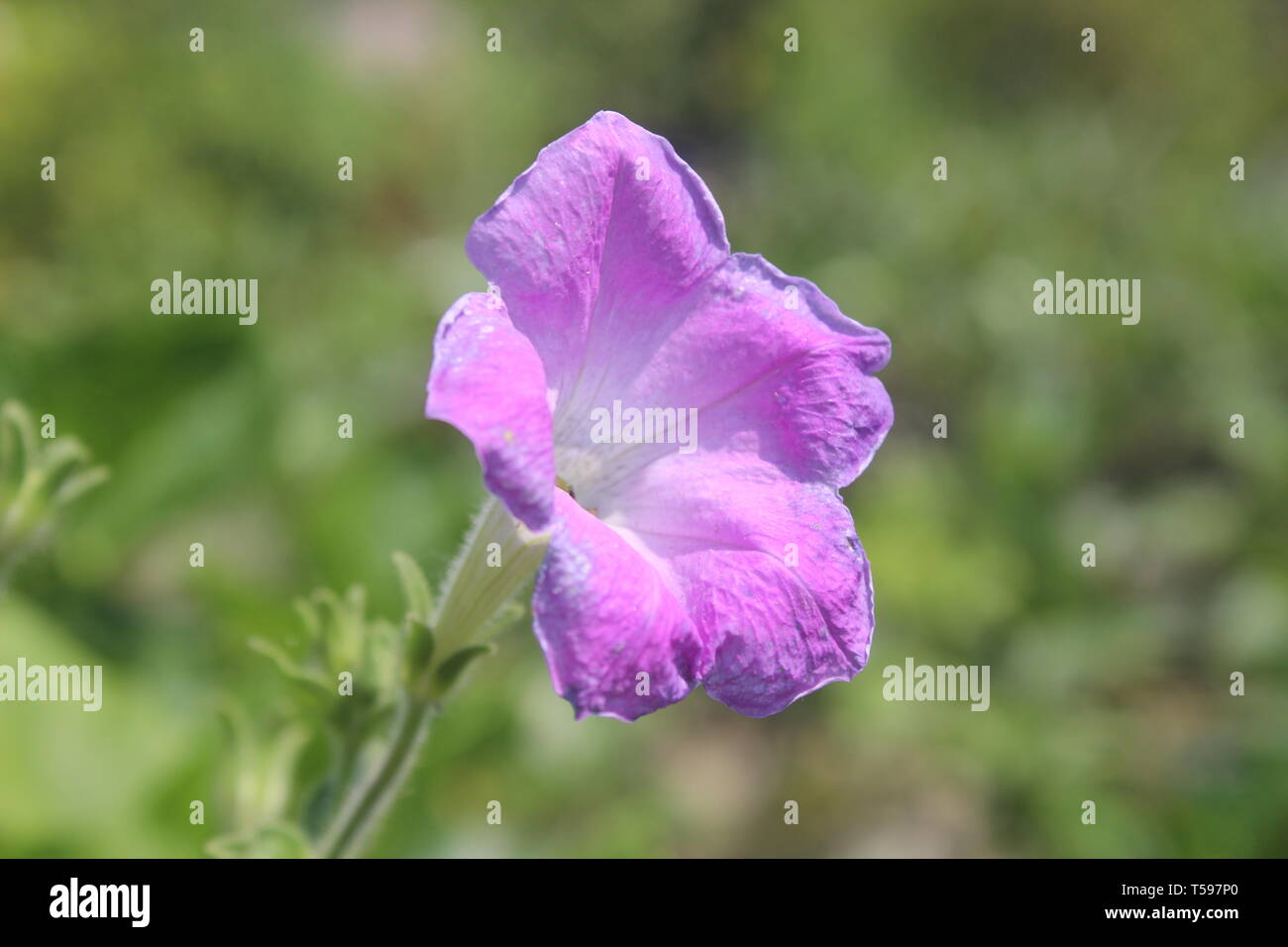 Super flower Banque D'Images