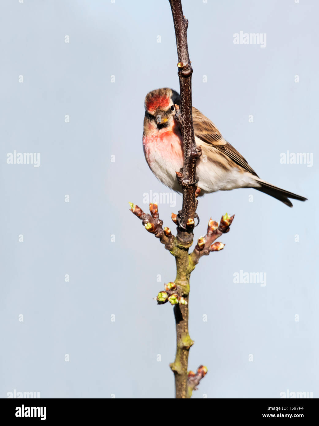 Un Sizerin flammé (Carduelis flammea), situé sur une branche, Warwickshire Banque D'Images