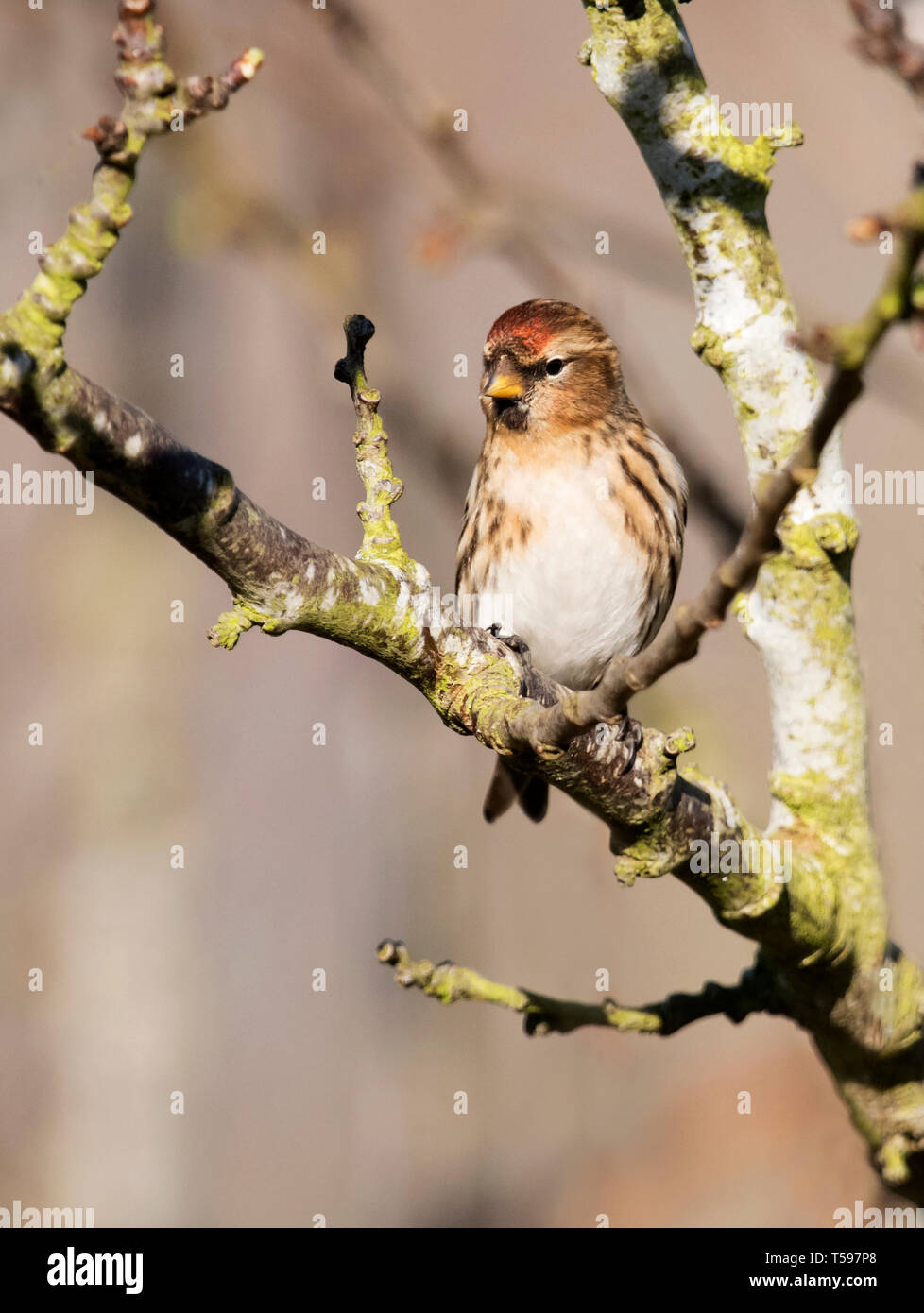 Un Sizerin flammé (Carduelis flammea), situé sur une branche, Warwickshire Banque D'Images