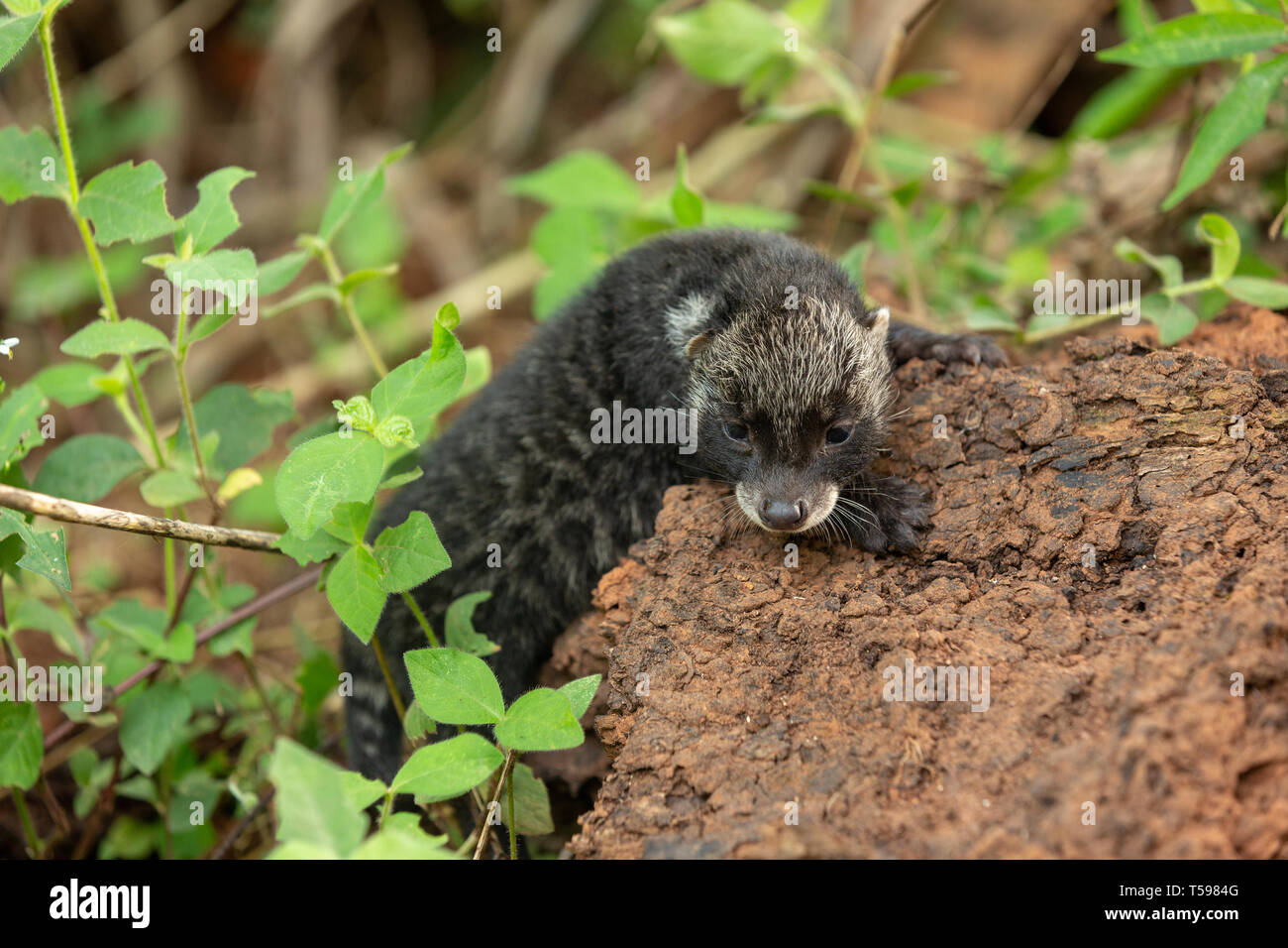 Civette africaine cub appelant à son parent Banque D'Images
