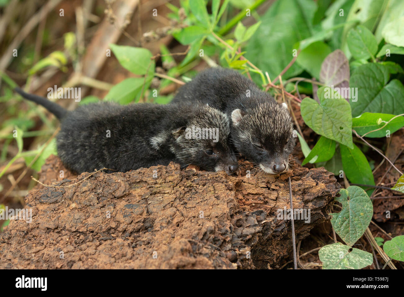 Civette africaine d'oursons dormir les uns avec les autres Banque D'Images
