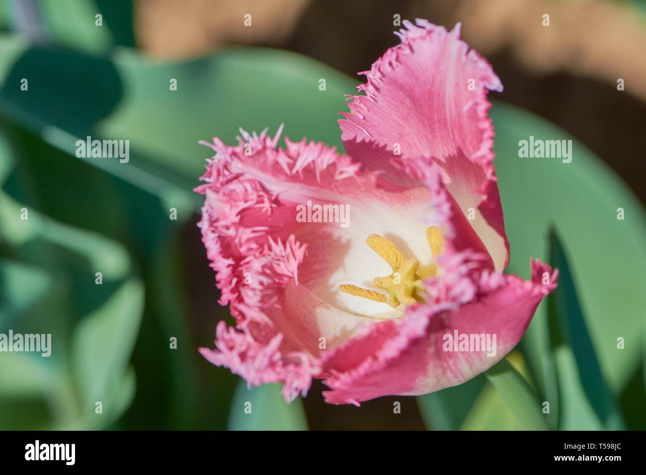 Couleur macro photo de tulip plaqués de fioritures sur une journée ensoleillée Banque D'Images