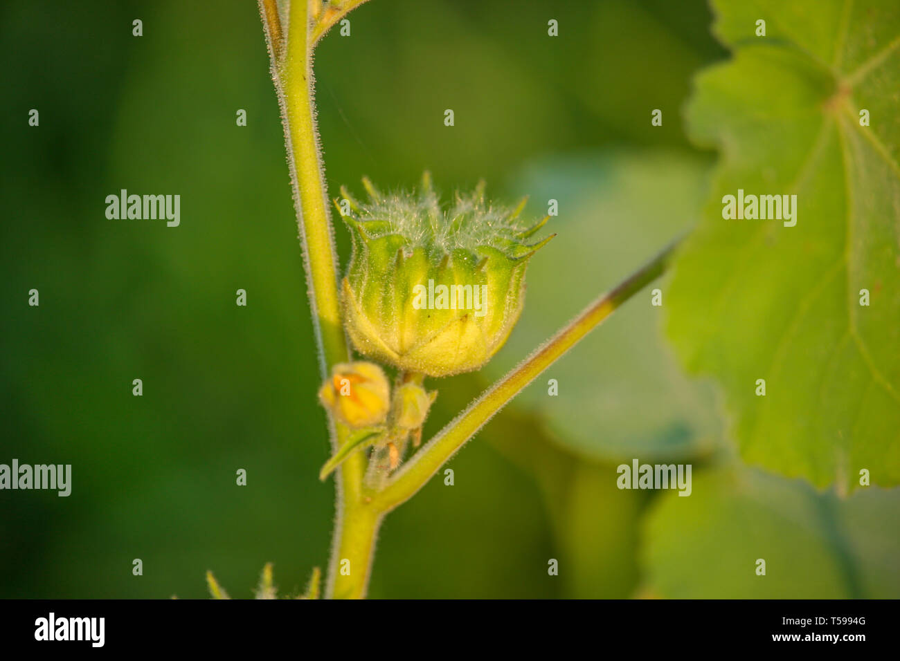 Spring Flower Meadow Banque D'Images
