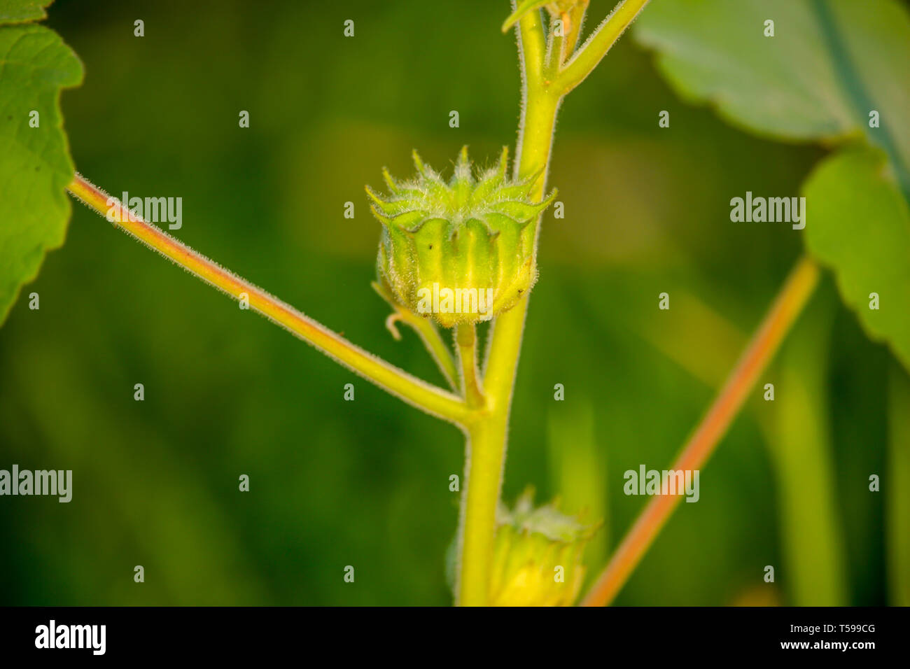 Spring Flower Meadow Banque D'Images