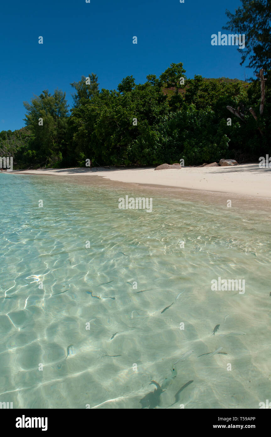 Vue sur les eaux turquoise et la plage de sable blanc de l'île de curieuse. Seychelles Banque D'Images