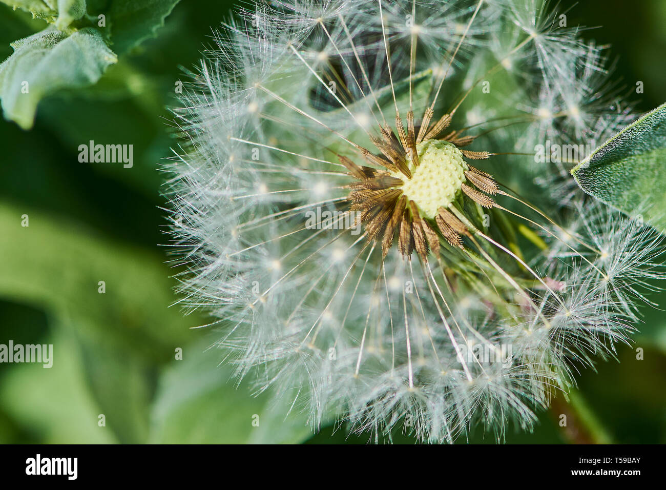 Couleur macro photo d'une fleur de pissenlit dans la lumière du soleil Banque D'Images