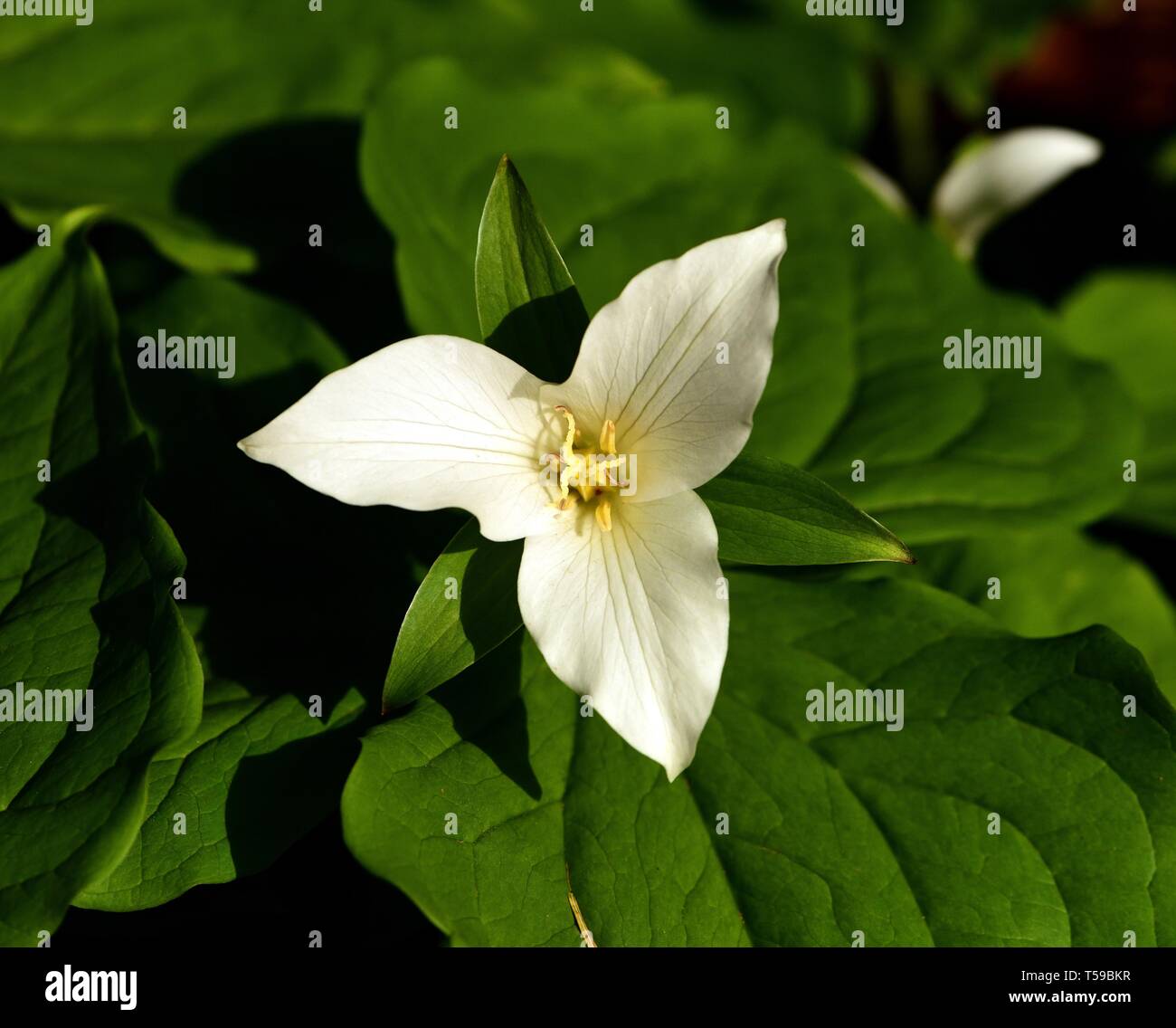 Fleur blanche de Trillium Ovatum Banque D'Images