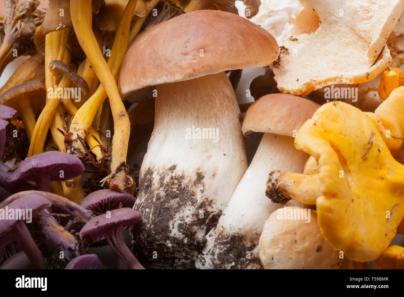 Les champignons comestibles, sauvages, ou des toadstools, cherchaient leur nourriture à partir de bois. Dans le sens horaire à partir de la en bas à gauche : l'Améthyste Laccaria amethystina séducteur toadstool, hiver, c Banque D'Images