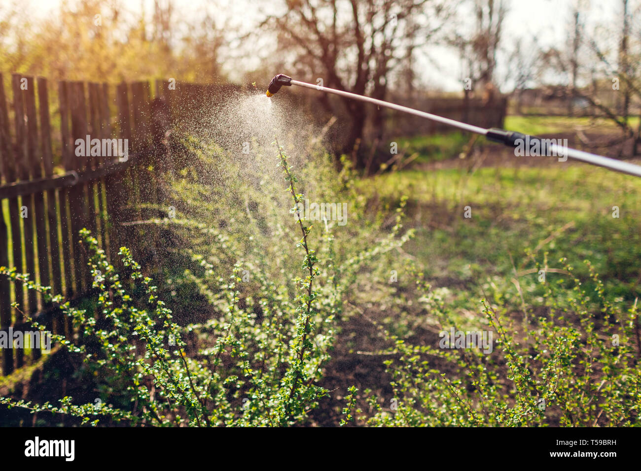 La pulvérisation d'agriculteurs de groseille avec bush de pesticides contre les insectes pulvérisateur manuel dans le jardin au printemps. Agriculture et jardinage concept Banque D'Images