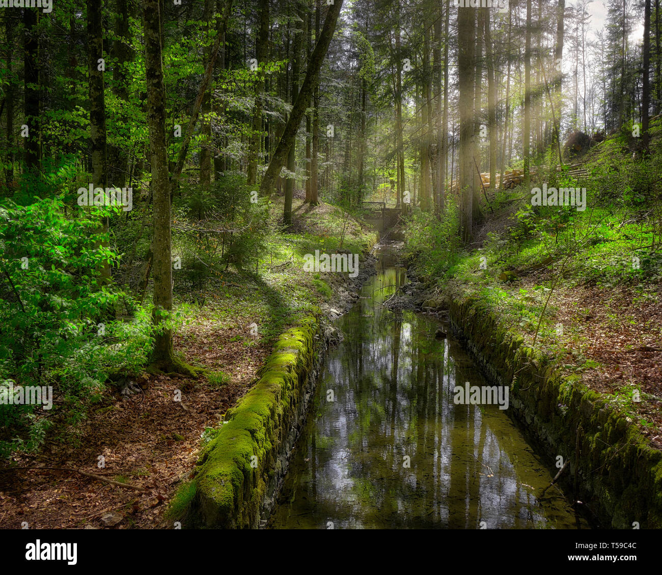 DE - La Bavière : Schlossberg Forêt à Lenggries (image HDR) Banque D'Images