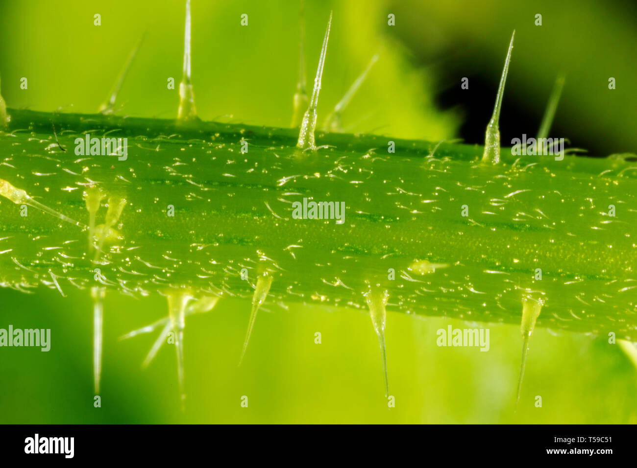 Close-up de l'ortie, Urtica dioica Banque D'Images