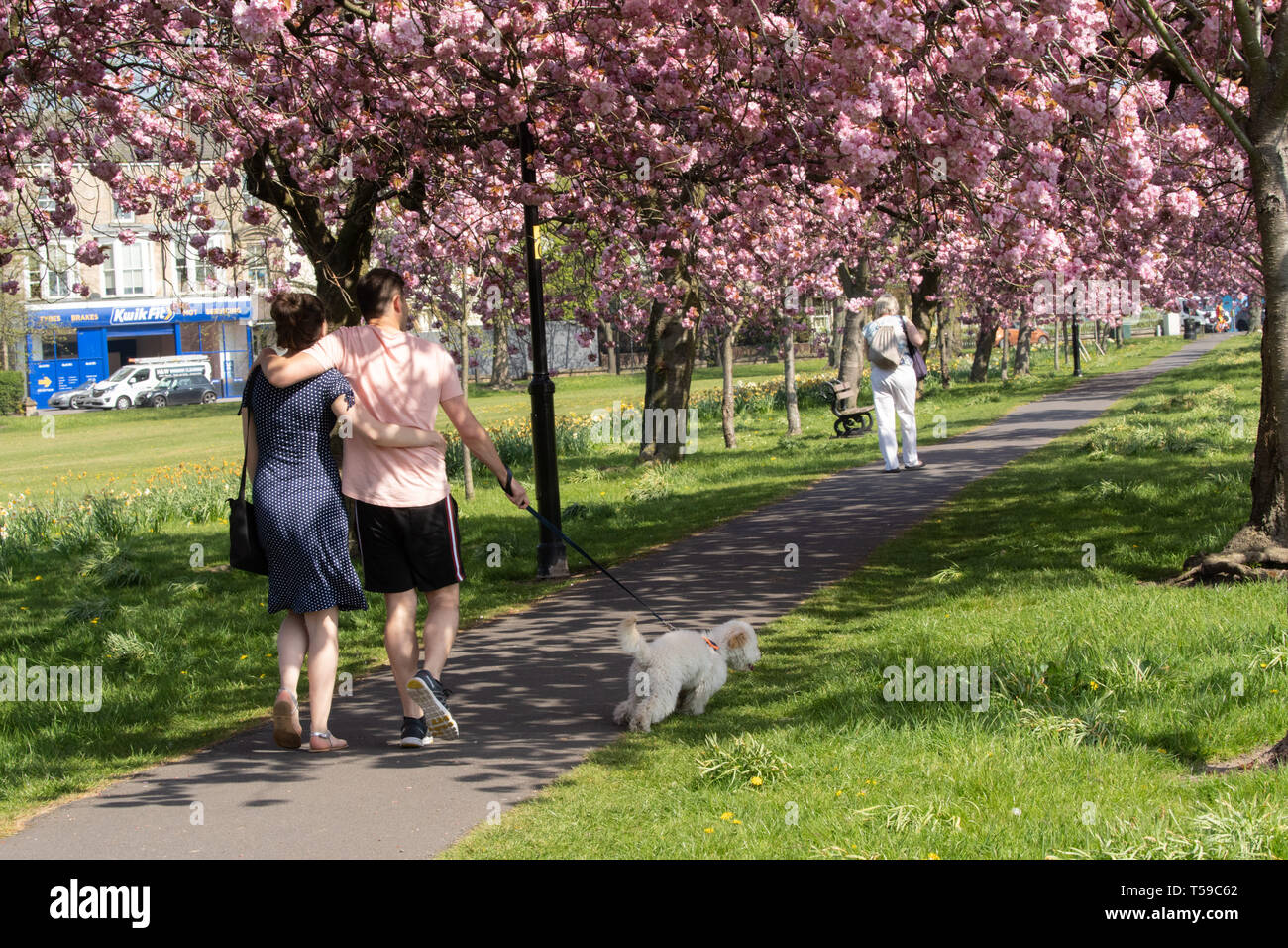 Un couple avec leurs bras autour l'un de l'autre marchant leur chien sous le cerisier rose Blossom, ery rein, Harrogate, North Yorkshire, Angleterre, ROYAUME-UNI. Banque D'Images