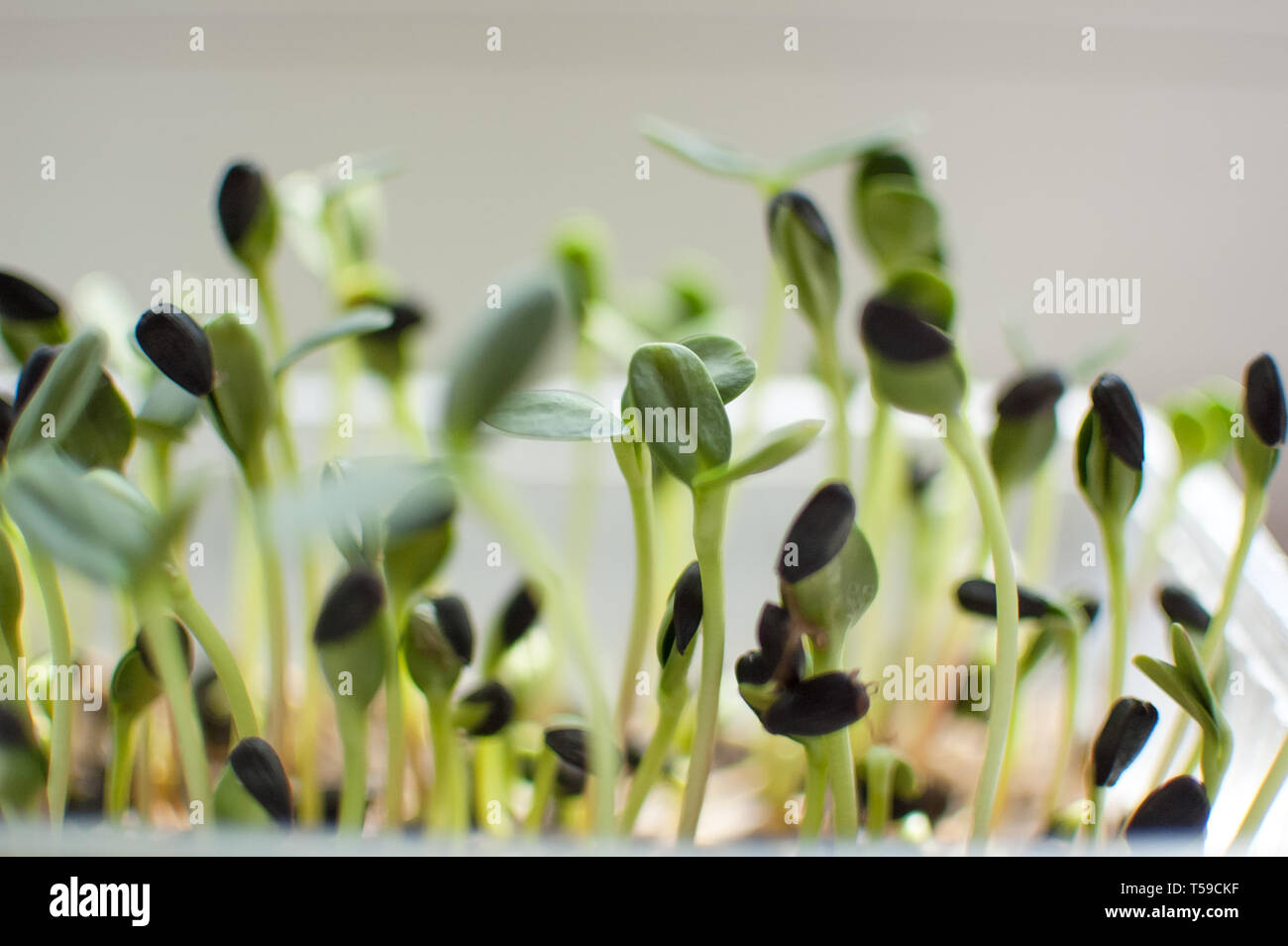 Germination Des Graines De Tournesol Banque d'image et photos - Alamy