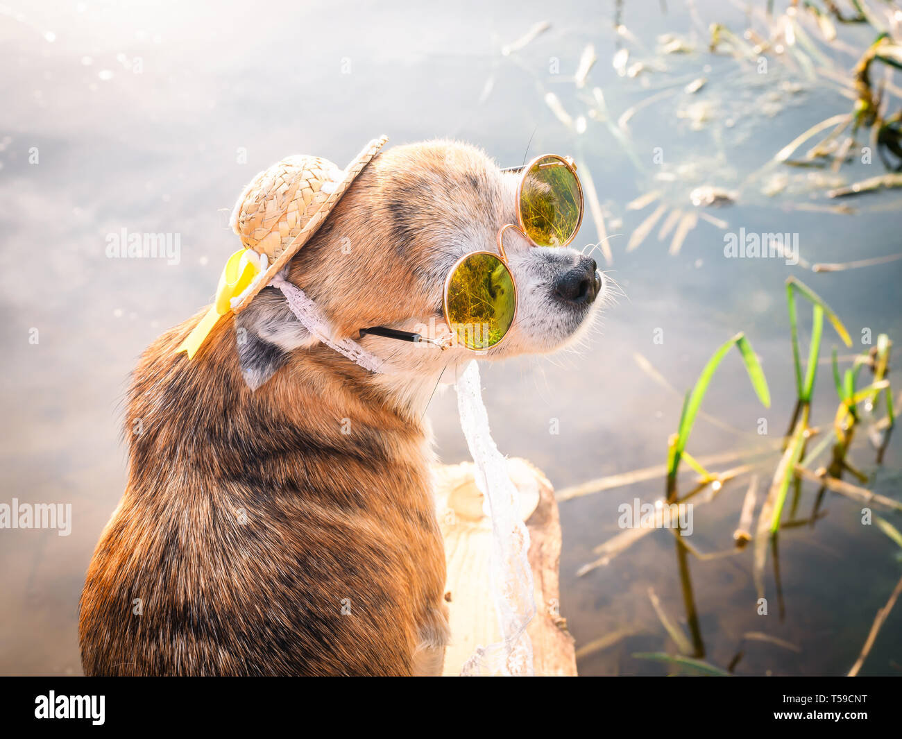 Chihuahua portant des lunettes de soleil et chapeau de paille est assis sur un banc au bord de la rivière en profitant du soleil. Chien à la mode dans un chapeau et des verres posés sur la plage Banque D'Images