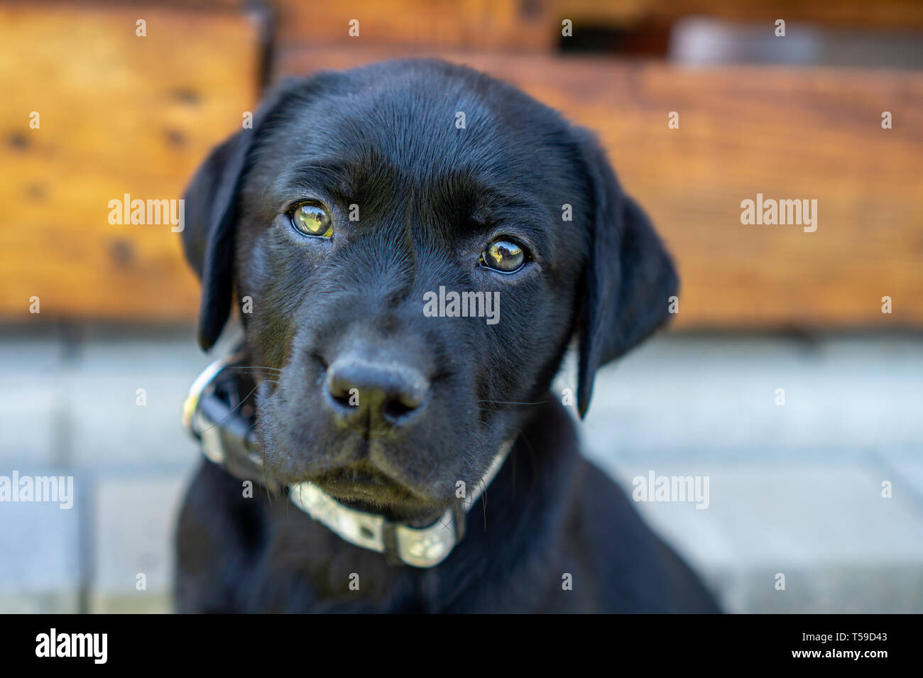 Close up noir labrador, chiot en face de cour te Banque D'Images