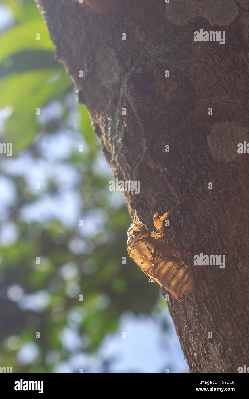 La mue de cigale sur un arbre au Pérou Banque D'Images