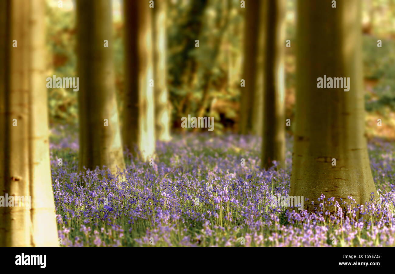 Dans Cheshire bois Bluebell Banque D'Images
