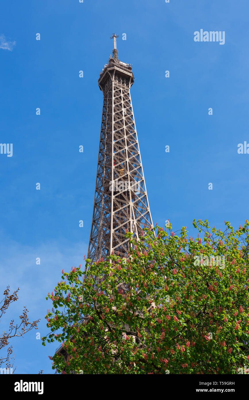 Tour Eiffel dans le cadre d'un printemps arbres en fleurs à Paris France Banque D'Images