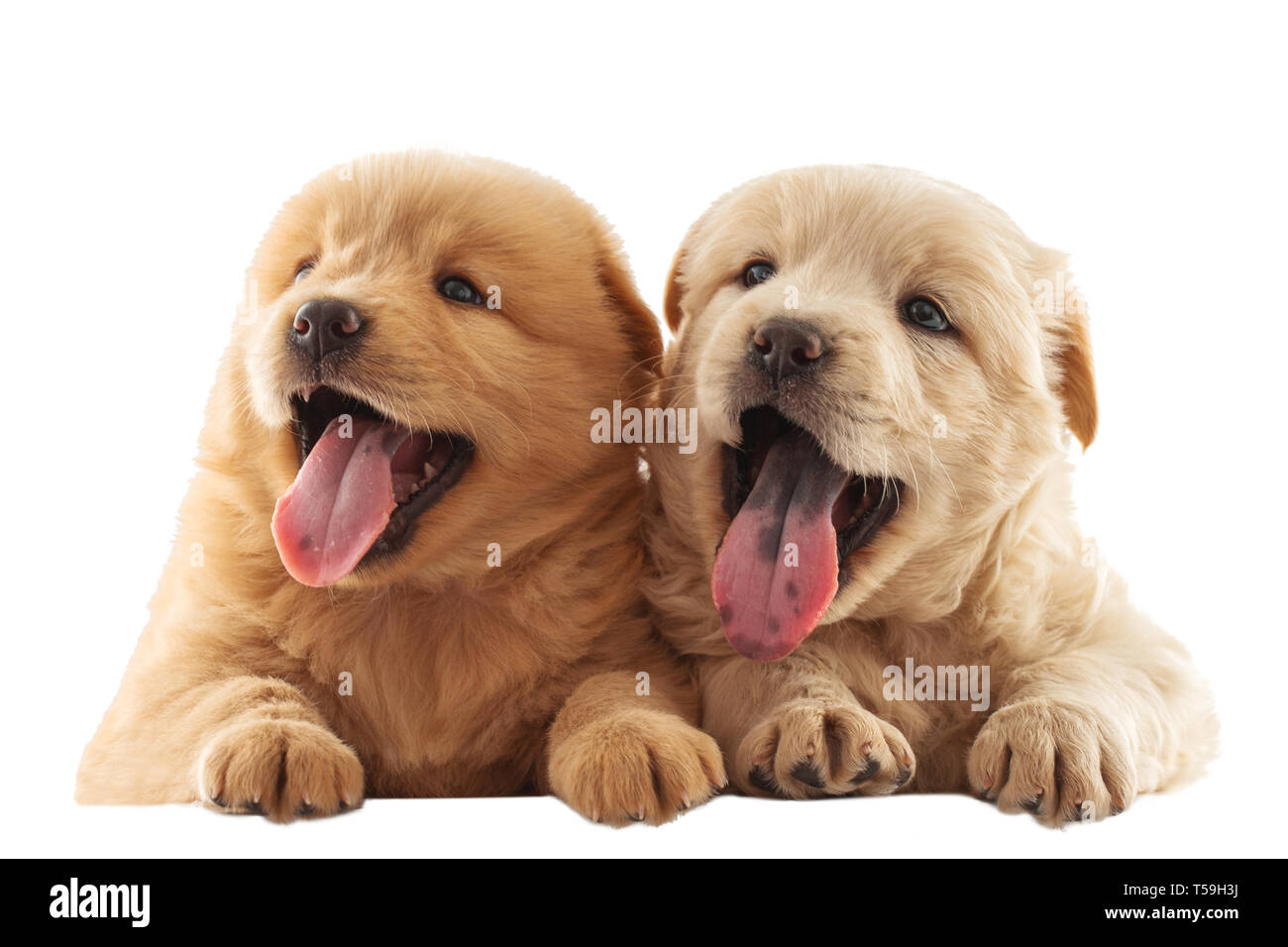 Fluffy Chow-chow puppy, isolé. Les petits chiens, les petits chiots. Banque D'Images