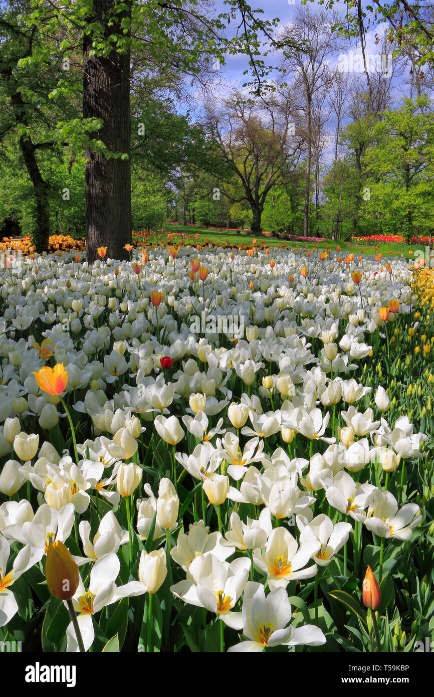 Prises dans le magnifique parc du Château de Pralormo en Piémont, Italie, sur un après-midi ensoleillé de la mi-avril. Chaque année, au début du printemps Banque D'Images