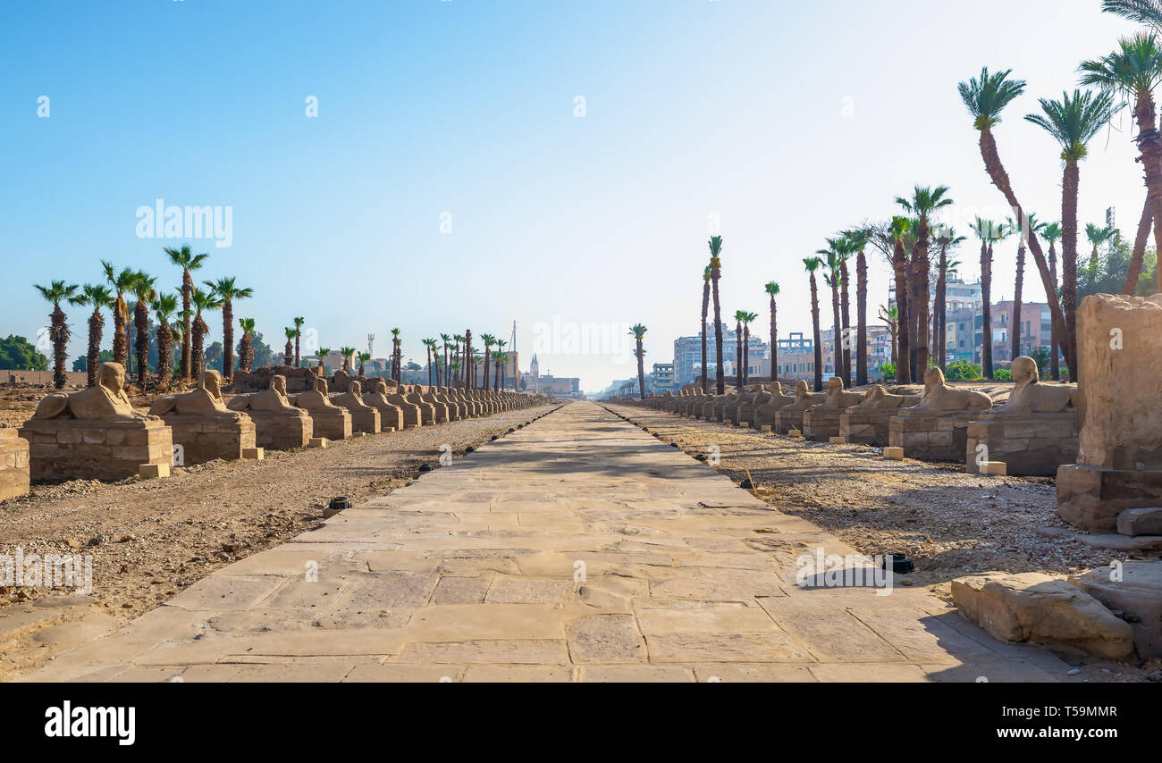 Louxor, Egypte, Sphinx avenue dans le coeur de l'ancienne ville qui a été fouillé et est maintenant en cours de restauration. Banque D'Images