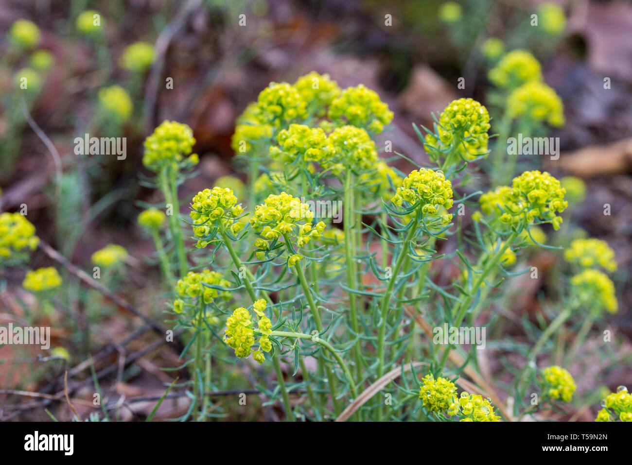 Euphorbia esula, communément green Leafy Spurge euphorbe ou macro fleurs Banque D'Images