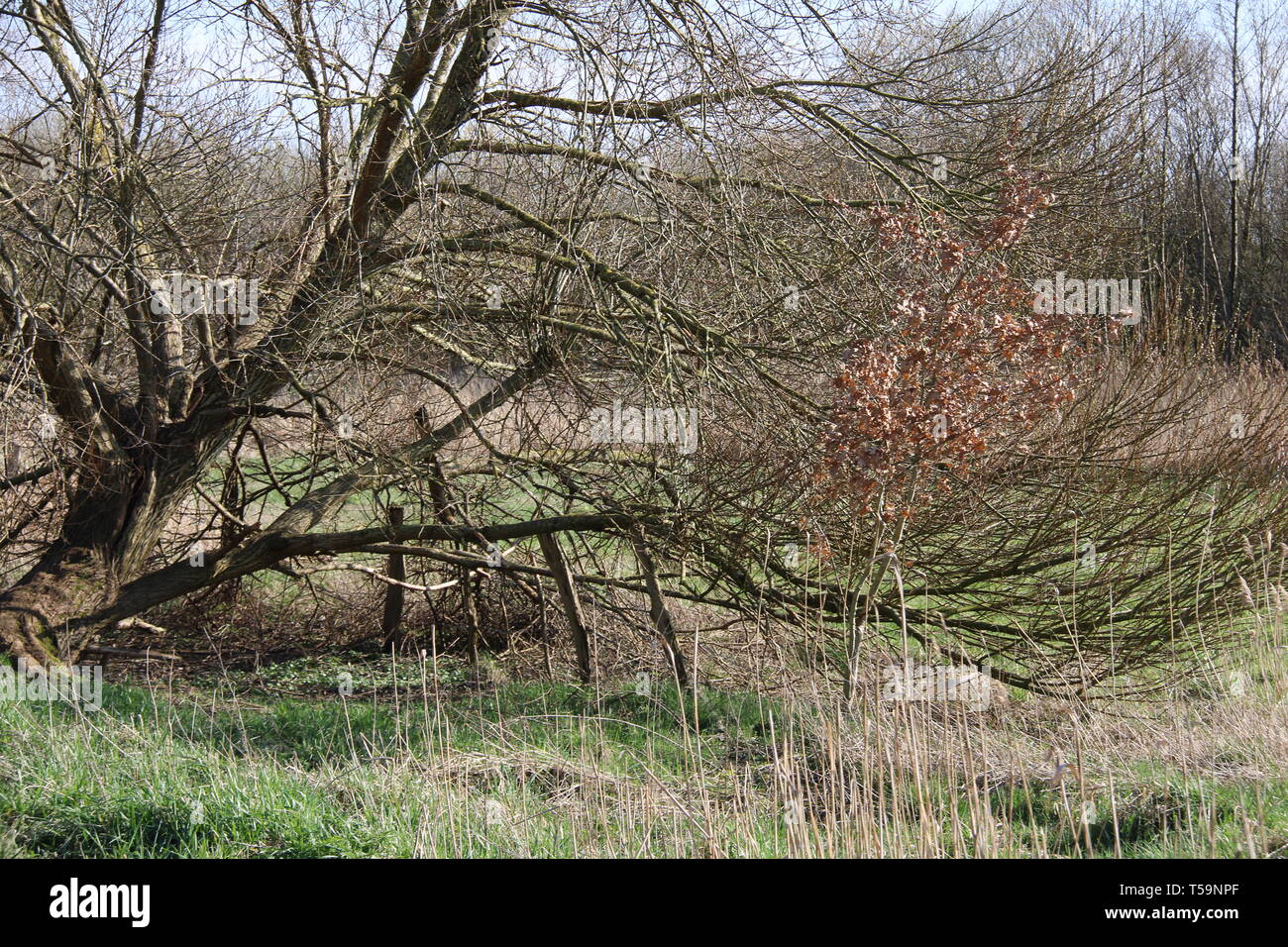 Wald Fluss river forrest Pflanzen Banque D'Images