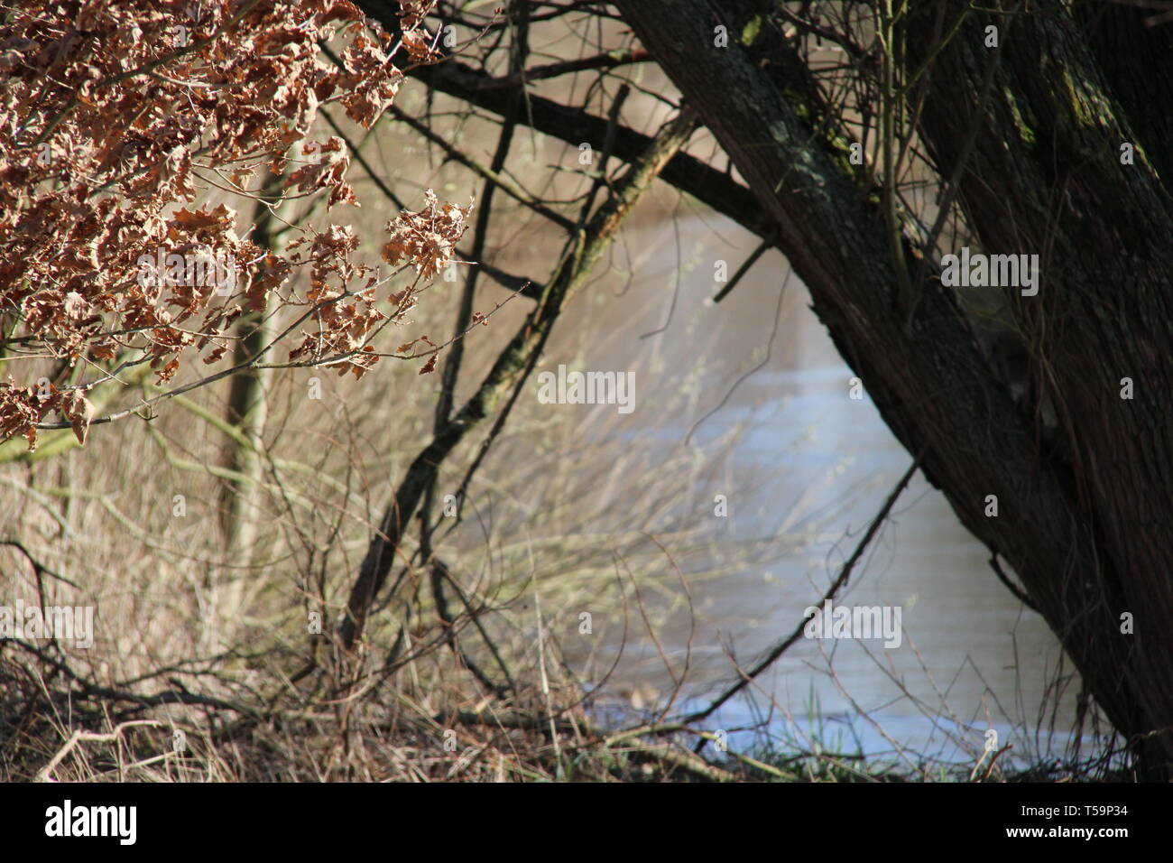 Wald Fluss river forrest Pflanzen Banque D'Images