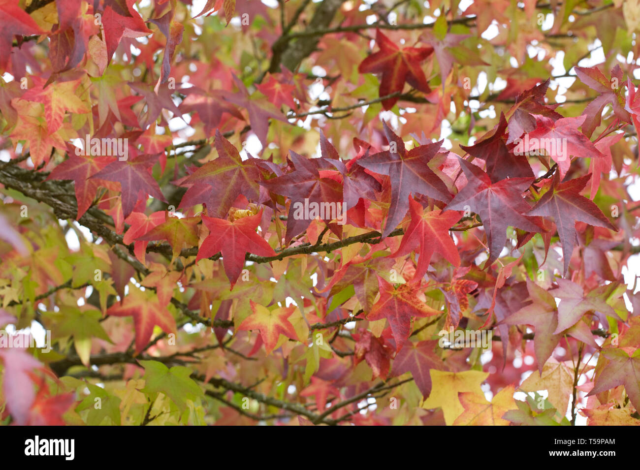 Liquidambar styraciflua 'Lane Roberts' feuilles à l'automne. Banque D'Images
