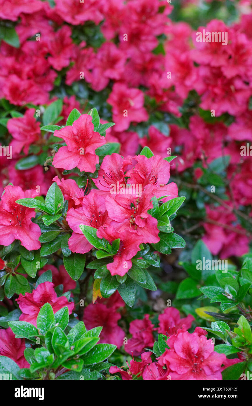 Rhododendron 'Vuyk's Scarlet' fleurs. Banque D'Images