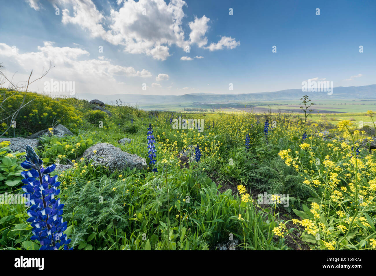 Plateau du Golan, Israël. Un champ de lupin et la moutarde (Sinapis) surplombant la vallée de Hula. Banque D'Images