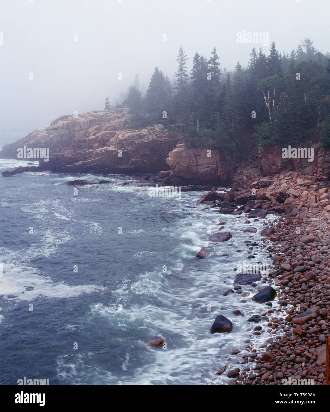 USA, le Maine, l'Acadia National Park, le brouillard de suaires, côte rocheuse de granit près de Thunder Hole. Banque D'Images