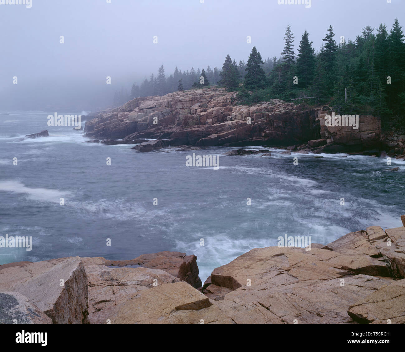 USA, le Maine, l'Acadia National Park, le brouillard de suaires, côte rocheuse de granit près de Thunder Hole. Banque D'Images