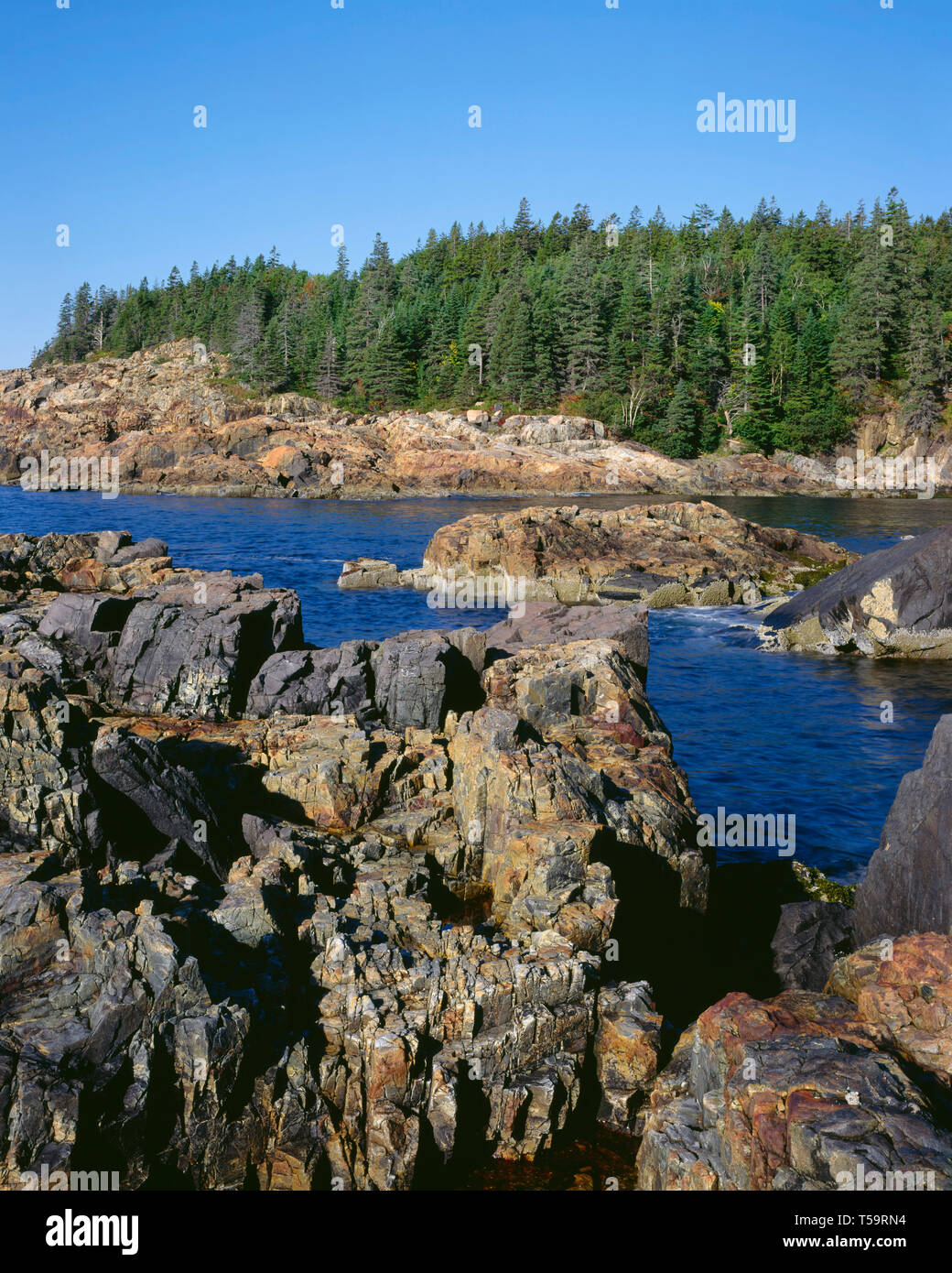 USA, le Maine, l'Acadia National Park, forêt de conifères et de rochers de granit, littoral de l'anse des chasseurs. Banque D'Images