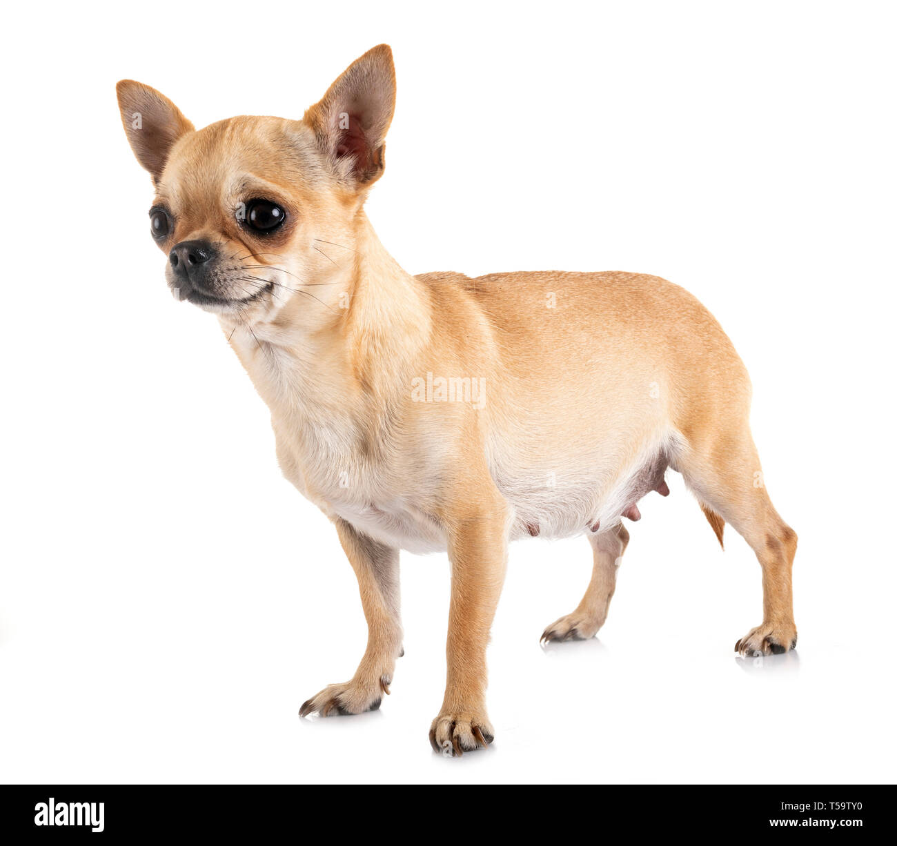 Chihuahua enceintes in front of white background Banque D'Images
