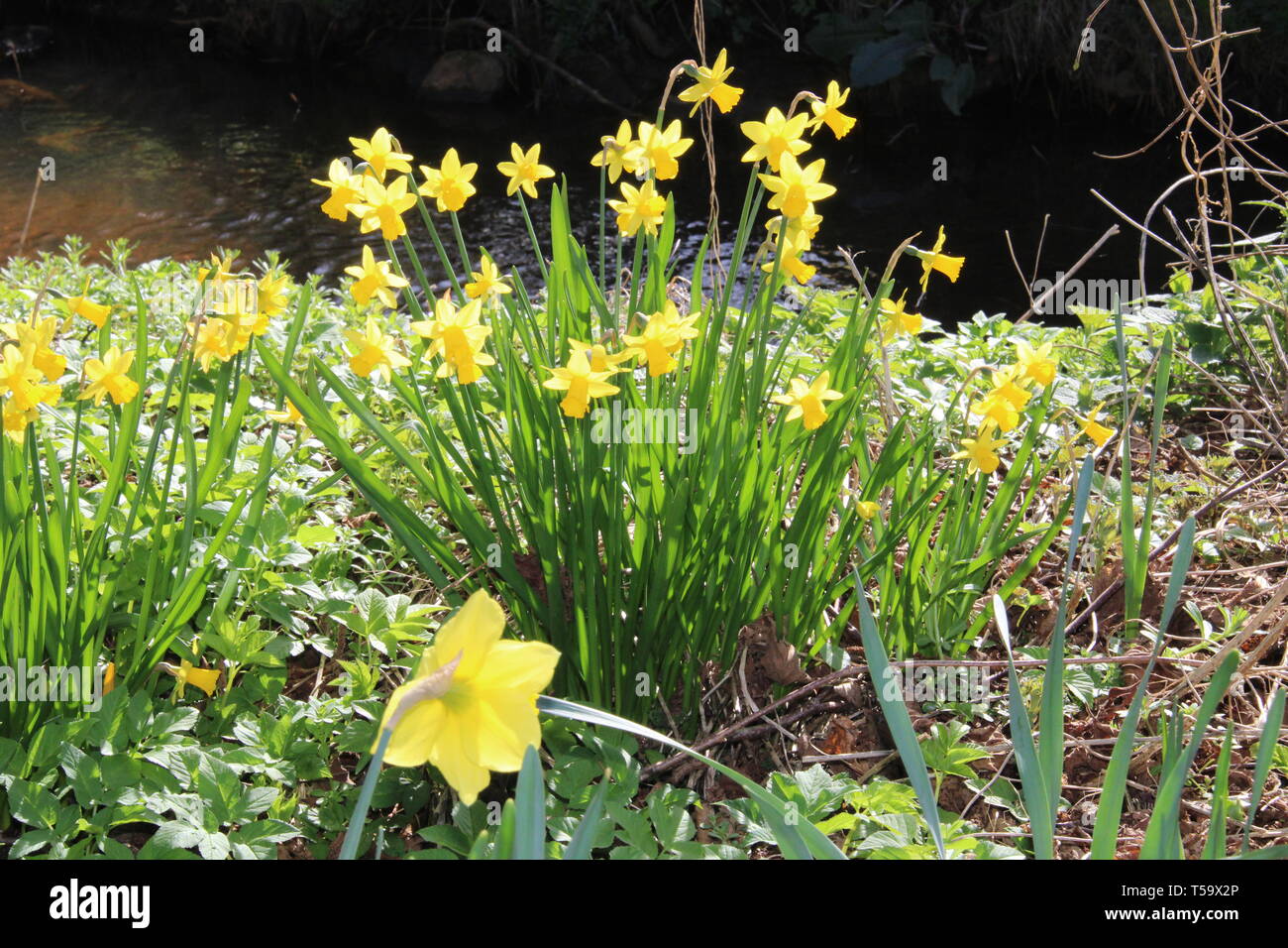 Osterglocke Narzisse Blumen blühen gelb Frühling Banque D'Images