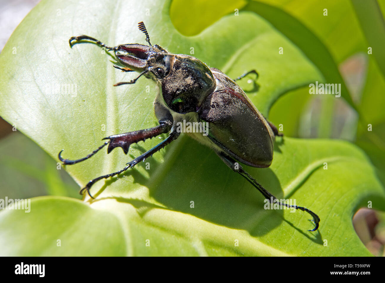 Chiasognathus grantii Banque de photographies et d’images à haute ...