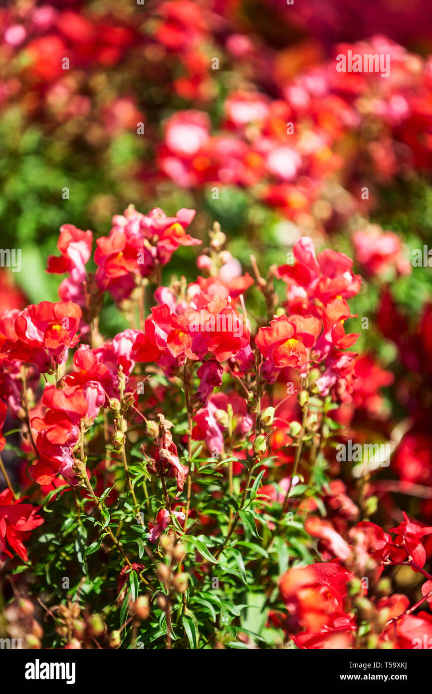 Fleur rouge jardin contexte en été. Parterre avec snapdragon, zinnia, sage et de l'herbe. Jardinage et paysage magnifique, selective focus Banque D'Images