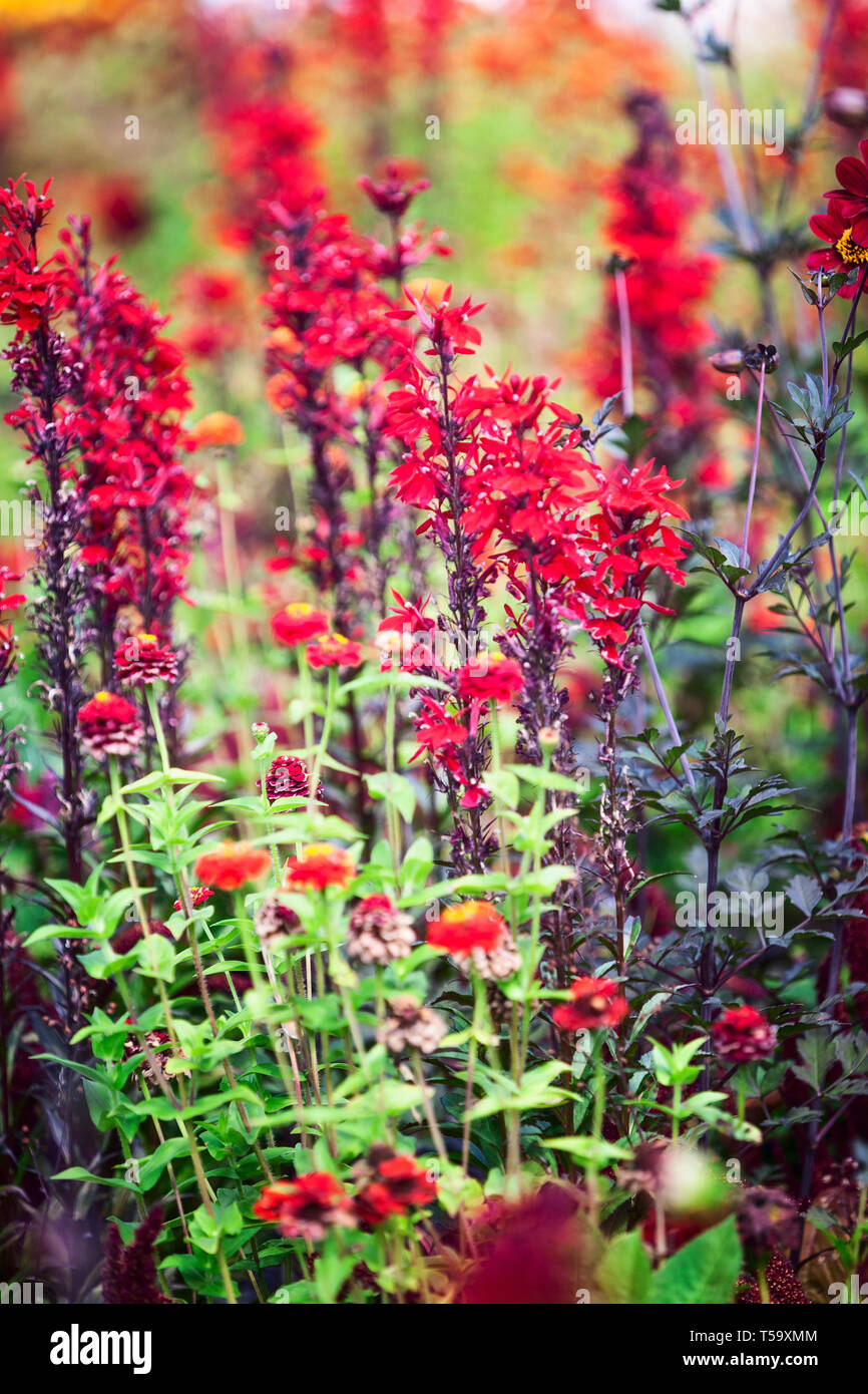 Fleur rouge jardin contexte en été. Parterre de fleurs, cardinal lobelia avec zinnia et l'herbe. Jardinage et paysage magnifique, selective focus Banque D'Images
