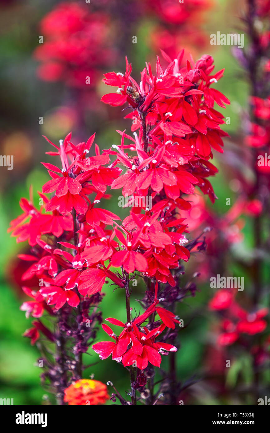 Fleur rouge jardin contexte en été. Avec parterre de fleurs et l'herbe cardinal lobelia. Jardinage et paysage magnifique, selective focus Banque D'Images