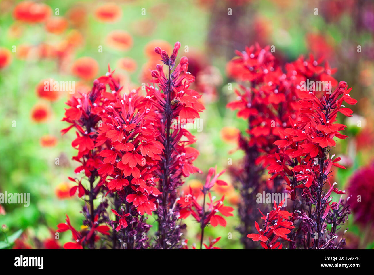 Fleur rouge jardin contexte en été. Parterre de fleurs avec lobelia. Jardinage et paysage magnifique, selective focus Banque D'Images